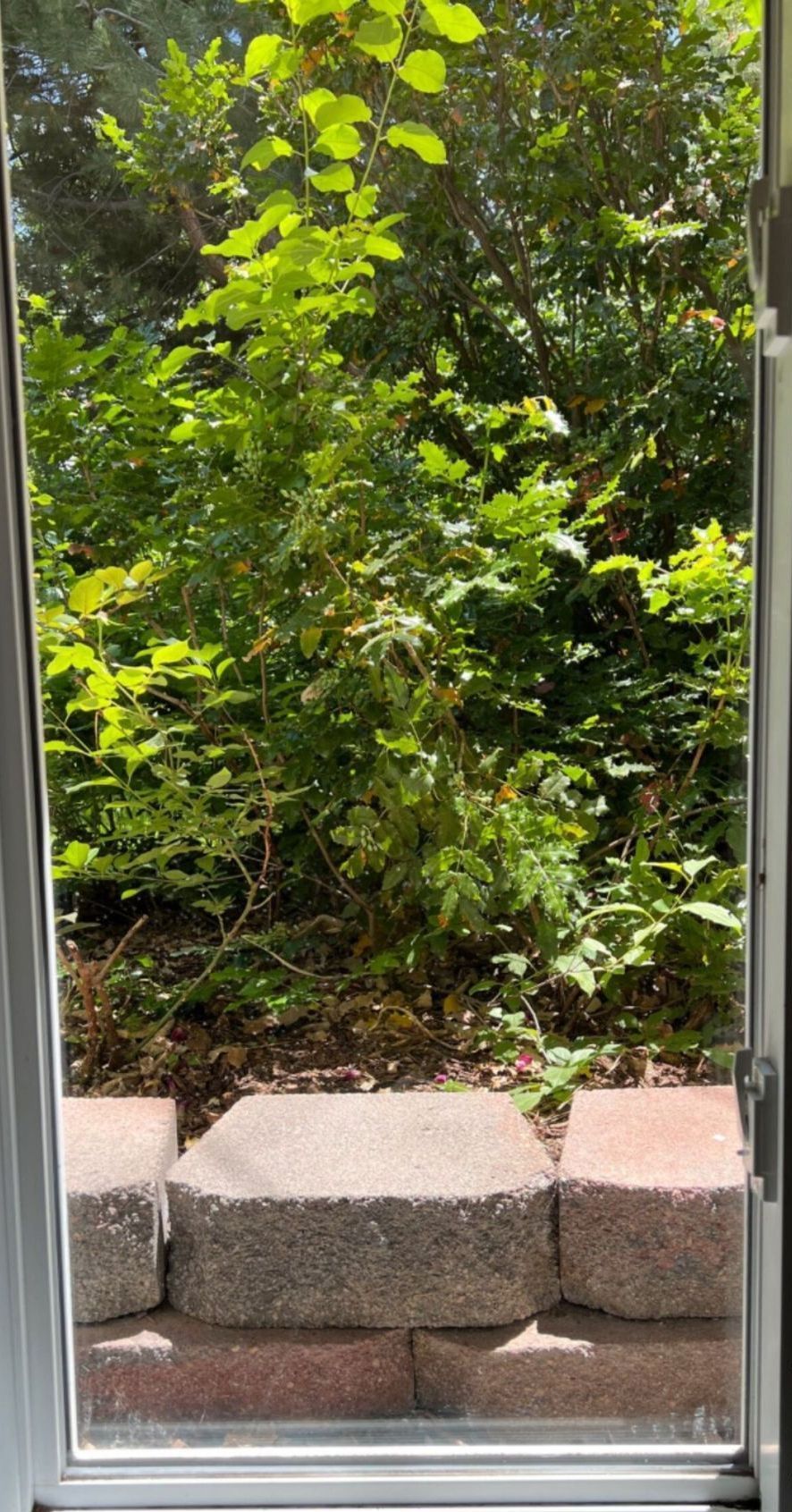 A window with a view of a brick wall and trees.