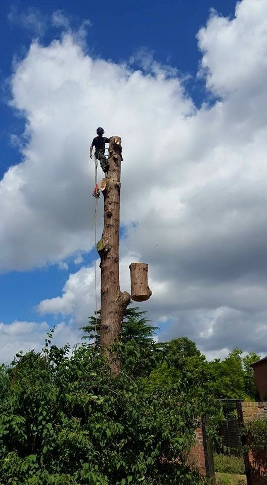 tree surgery