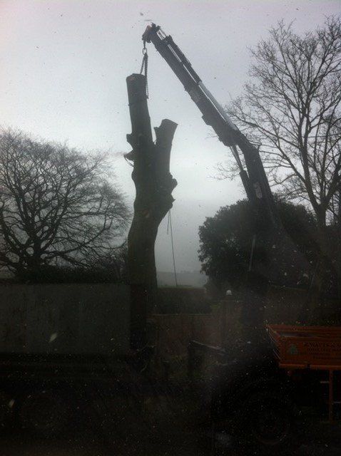 Tree work 15