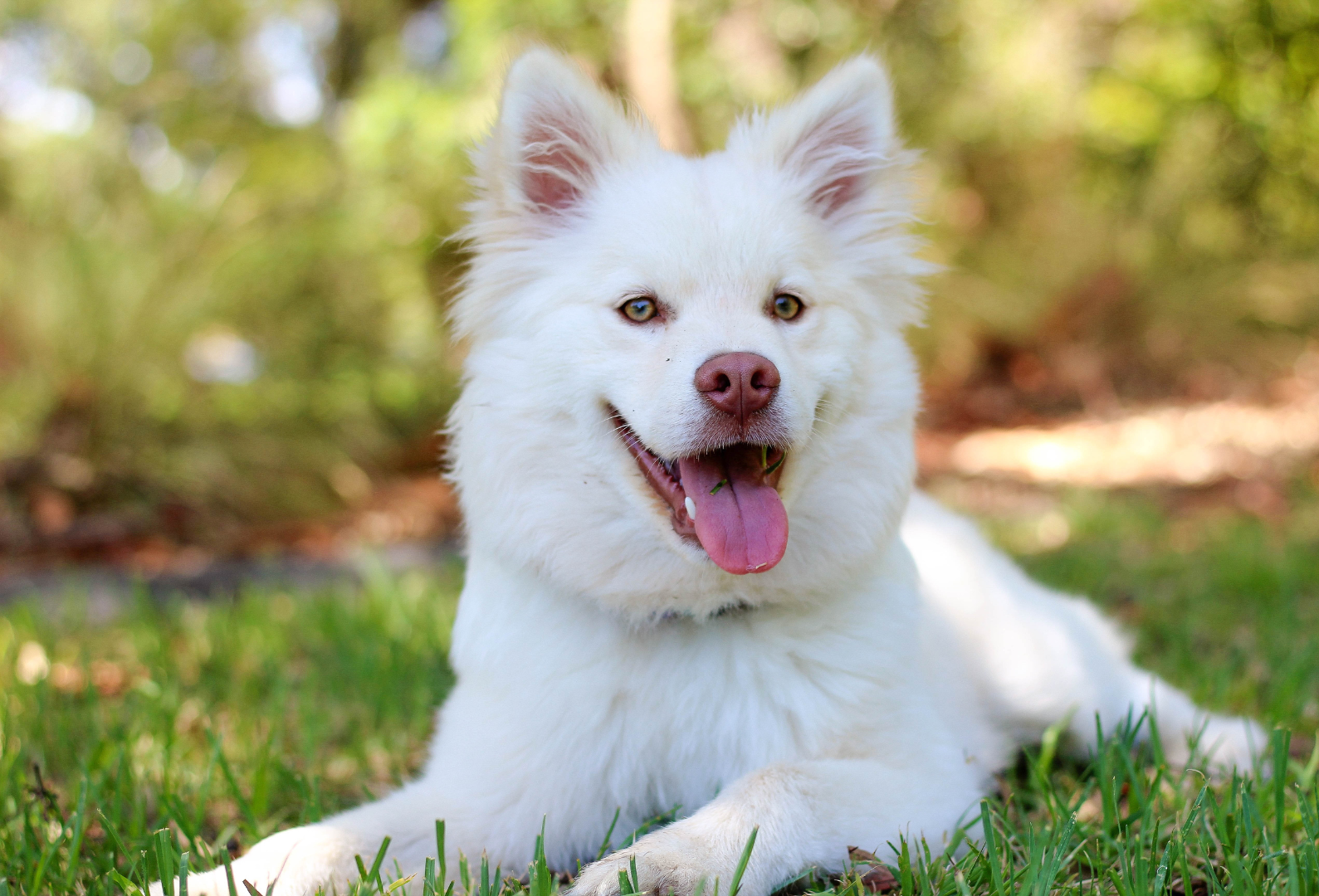 A white dog is laying in the grass with its tongue hanging out.