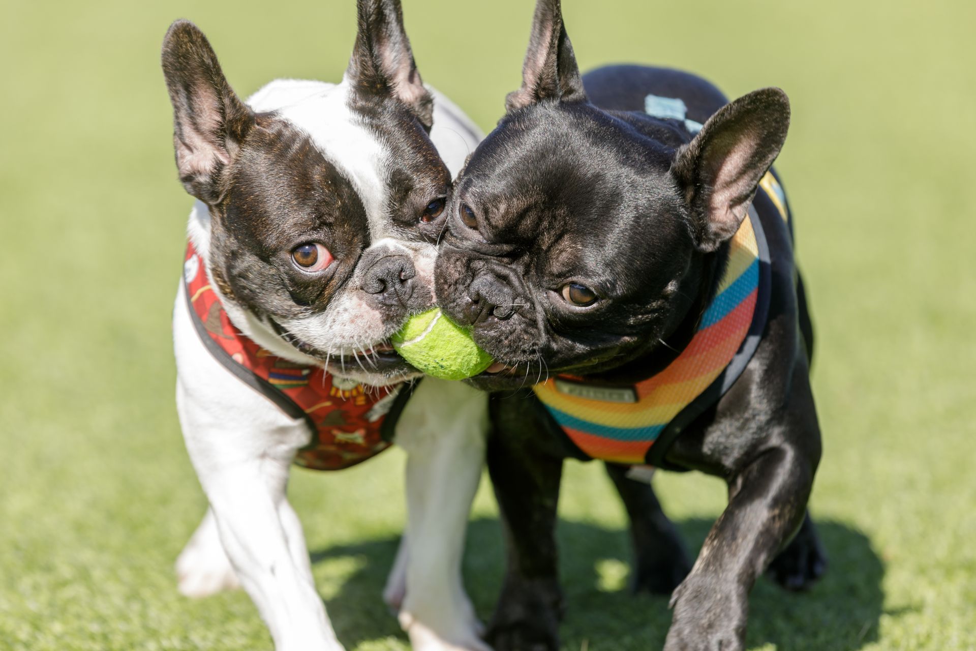 Two french bulldogs are playing with a tennis ball.