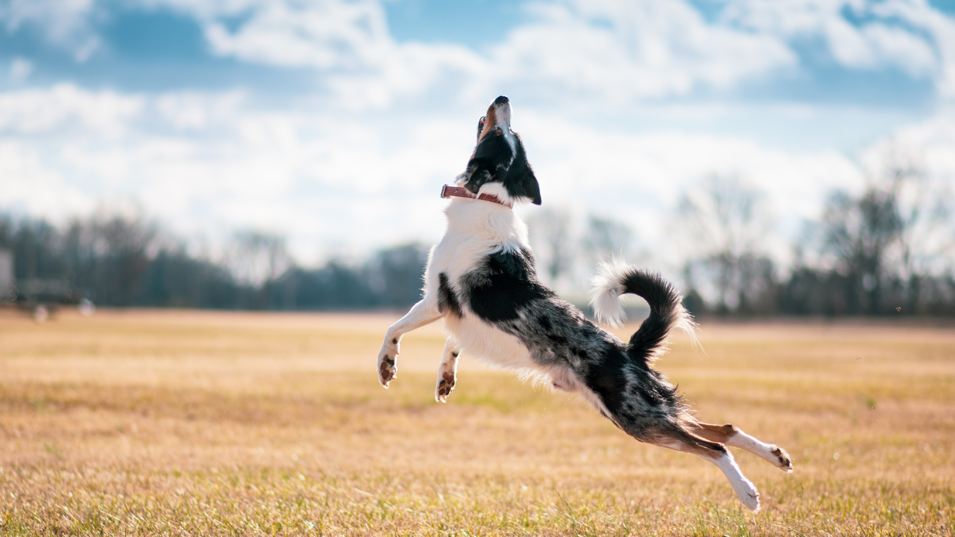 A black and white dog is jumping in the air in a field.