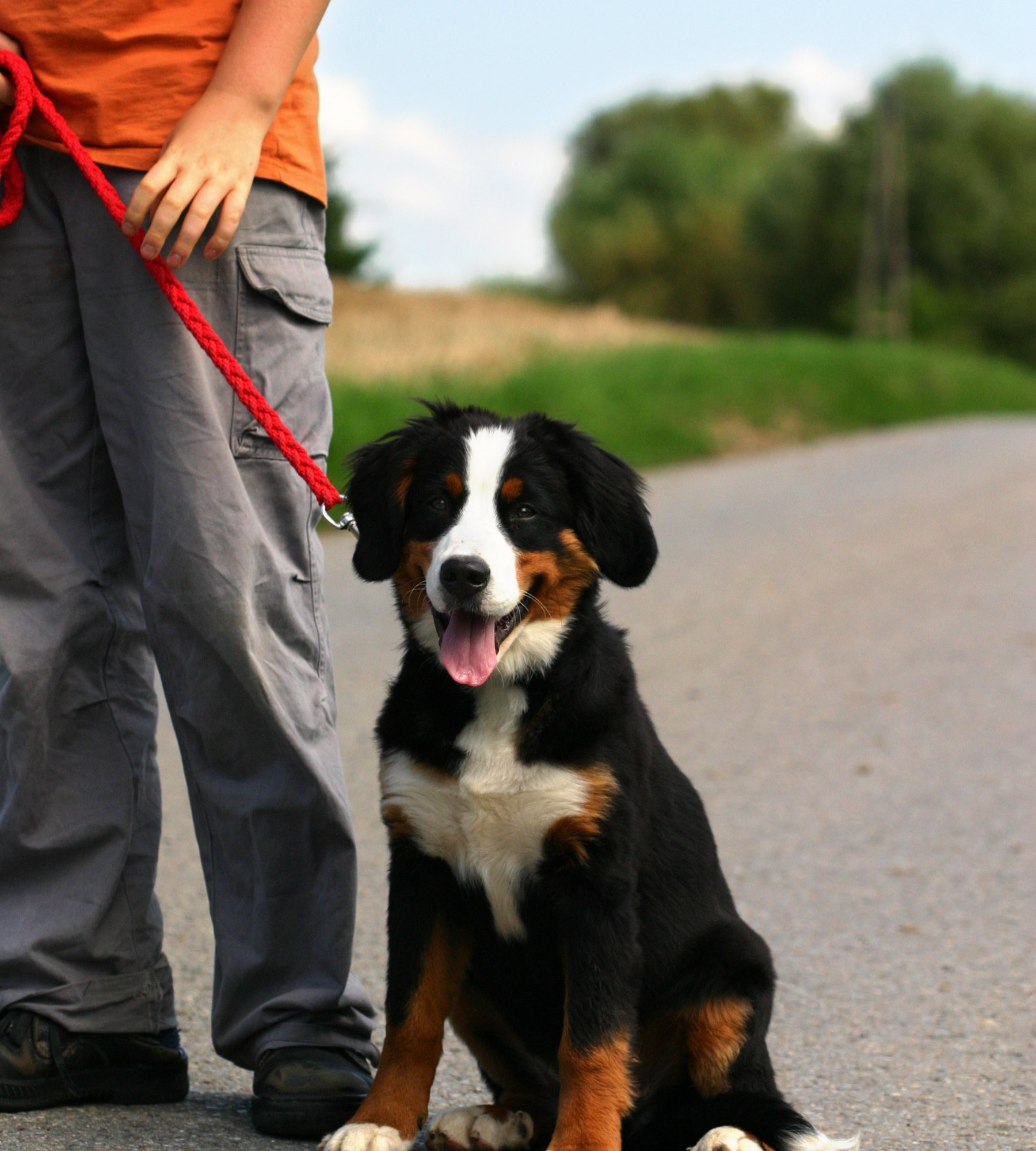 A boy is holding a red leash next to a brown and white dog