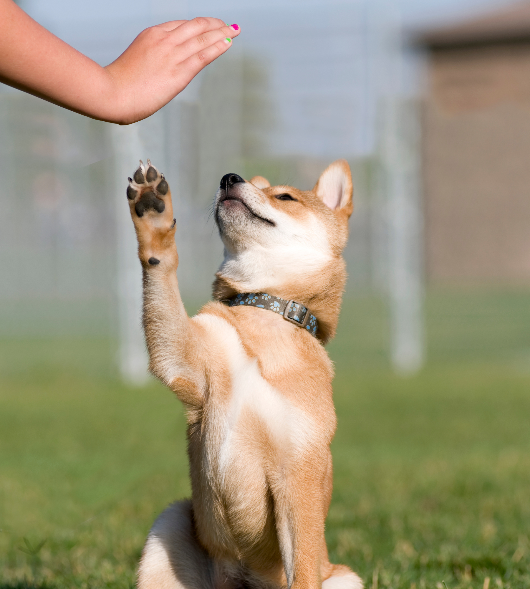 A dog is giving a high five to a person