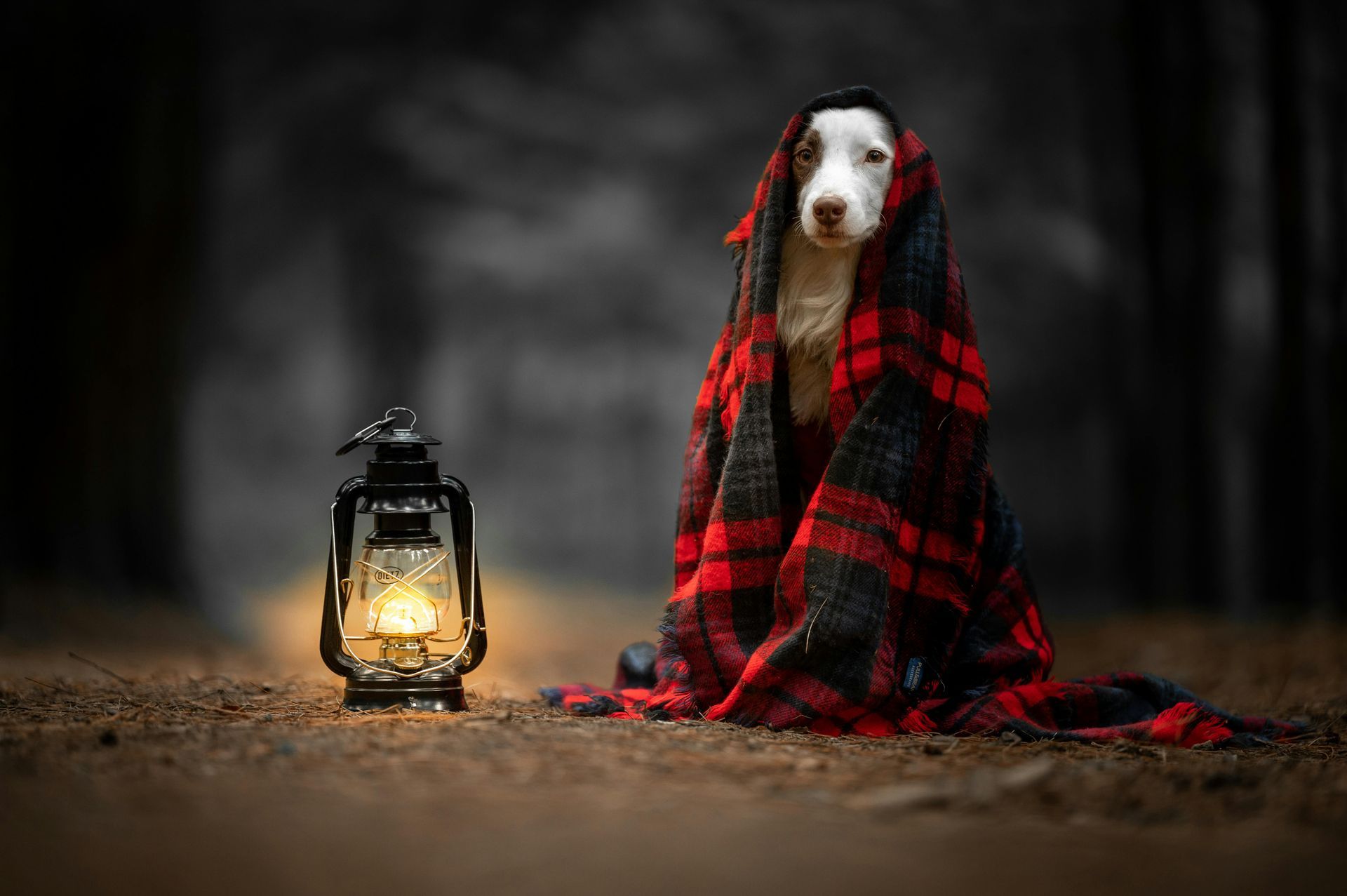 A dog is giving a high five to a person