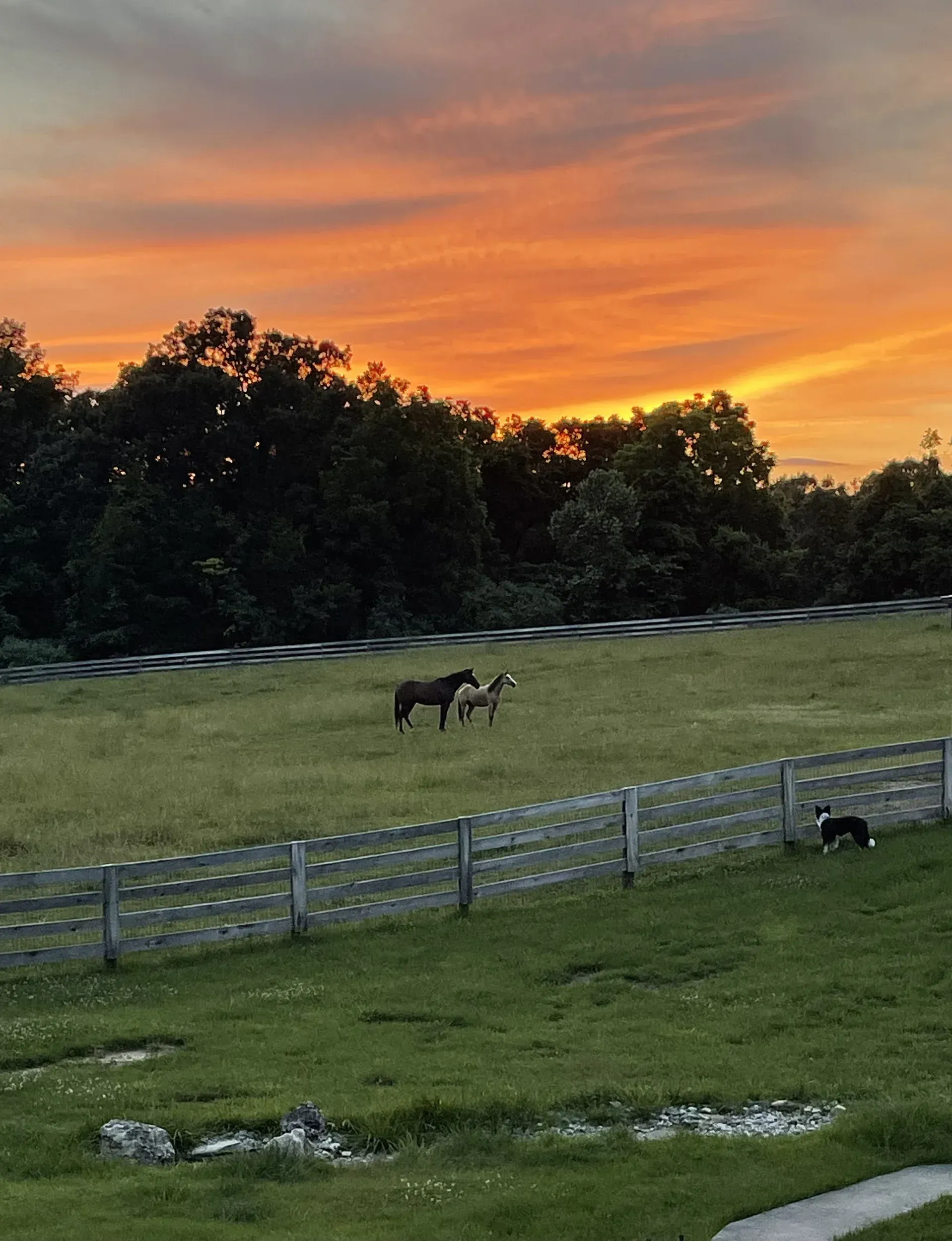 Two horses in field