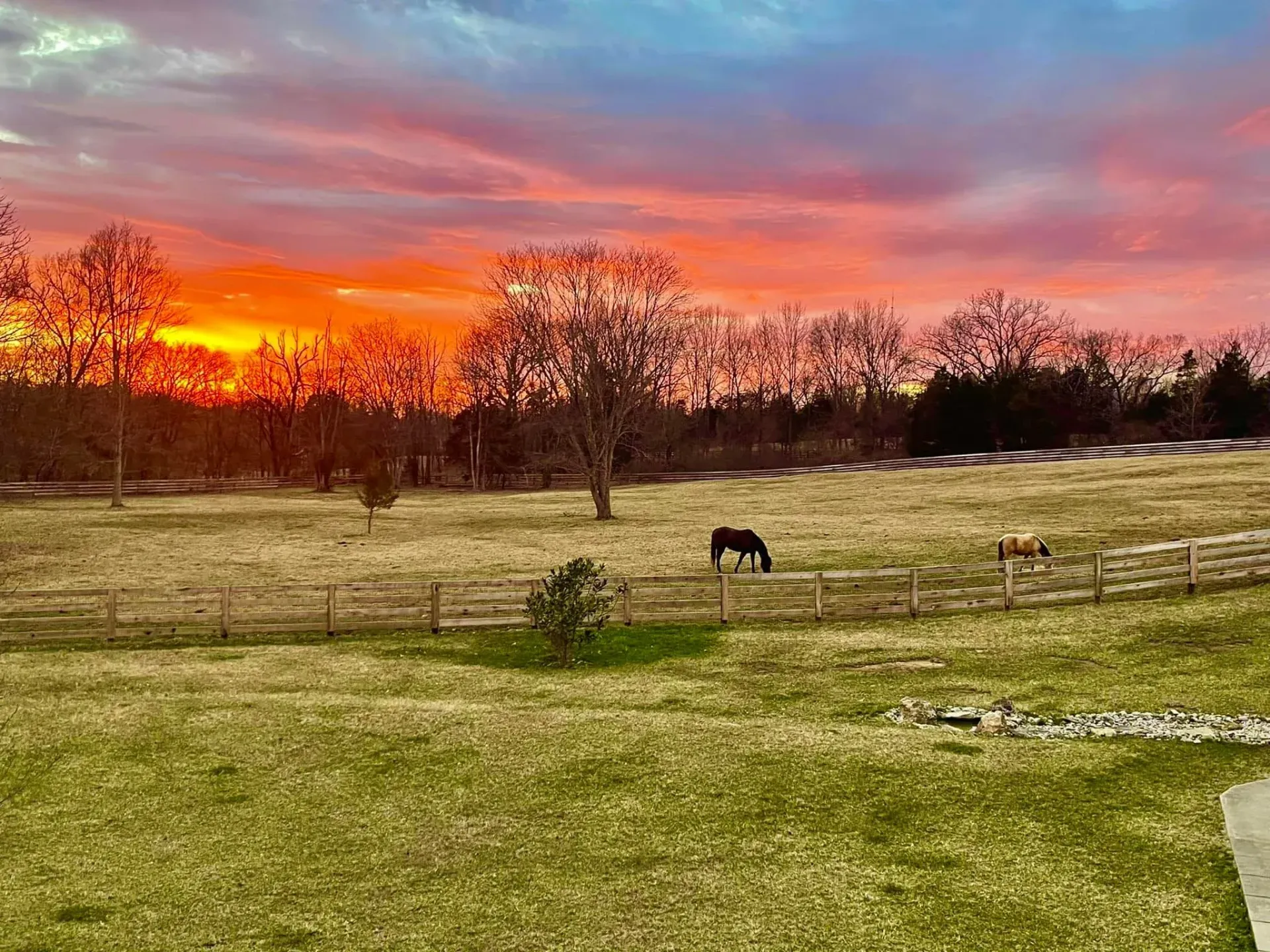 Horse in field with sunset
