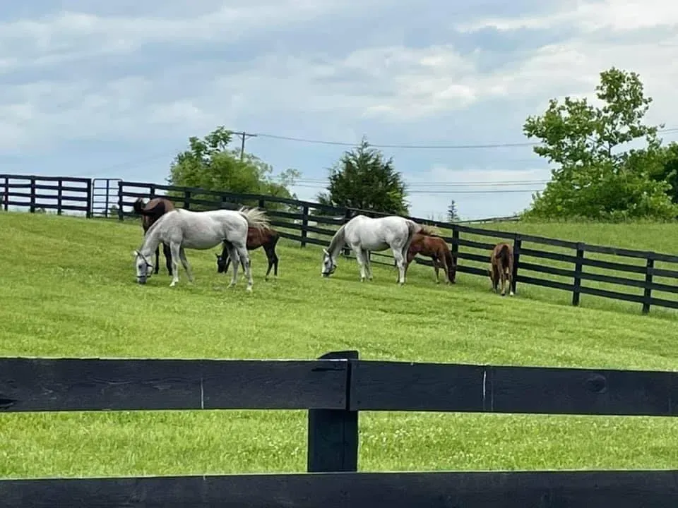 Horses in a fenced area