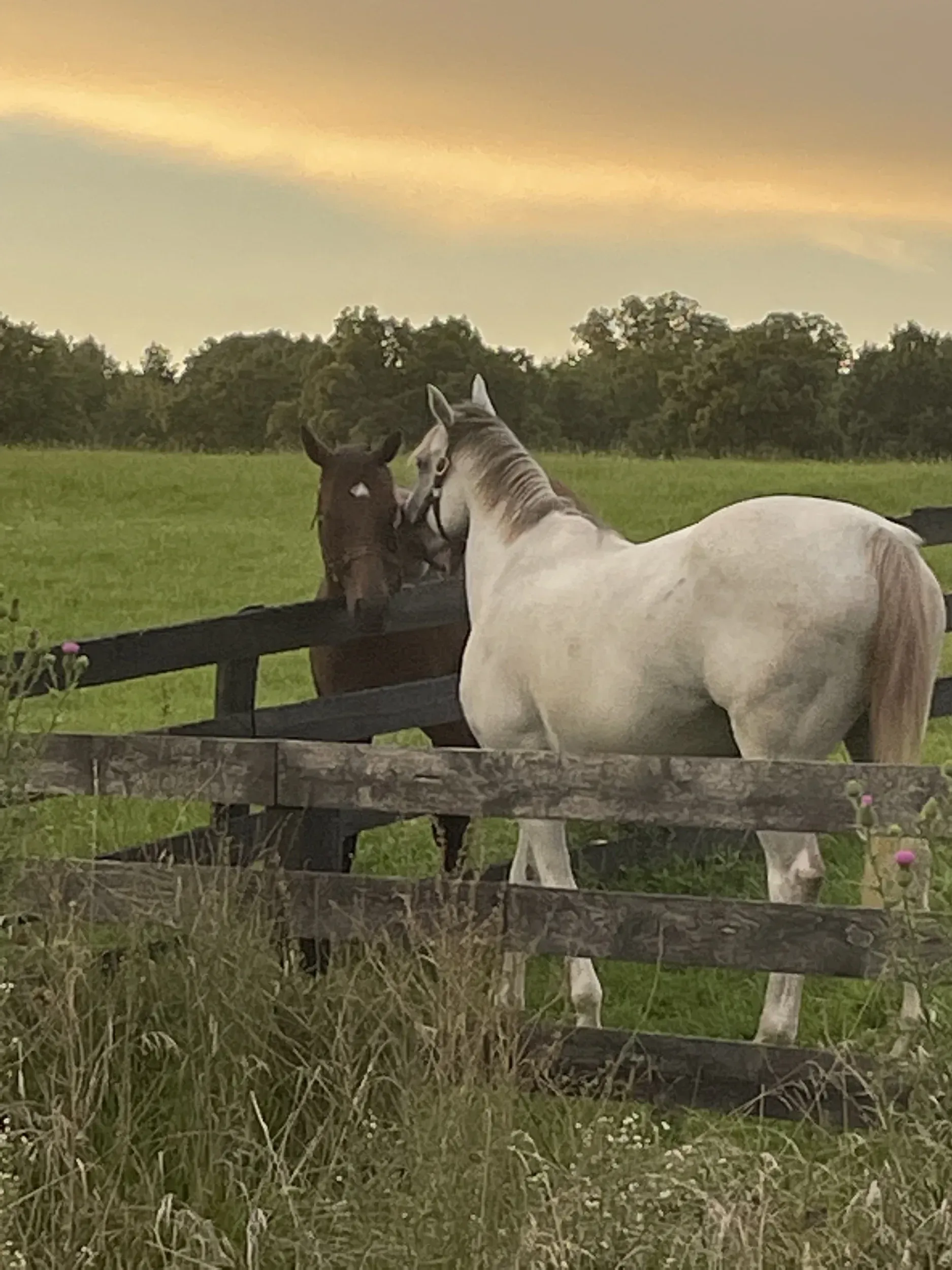 Horses in a fenced area