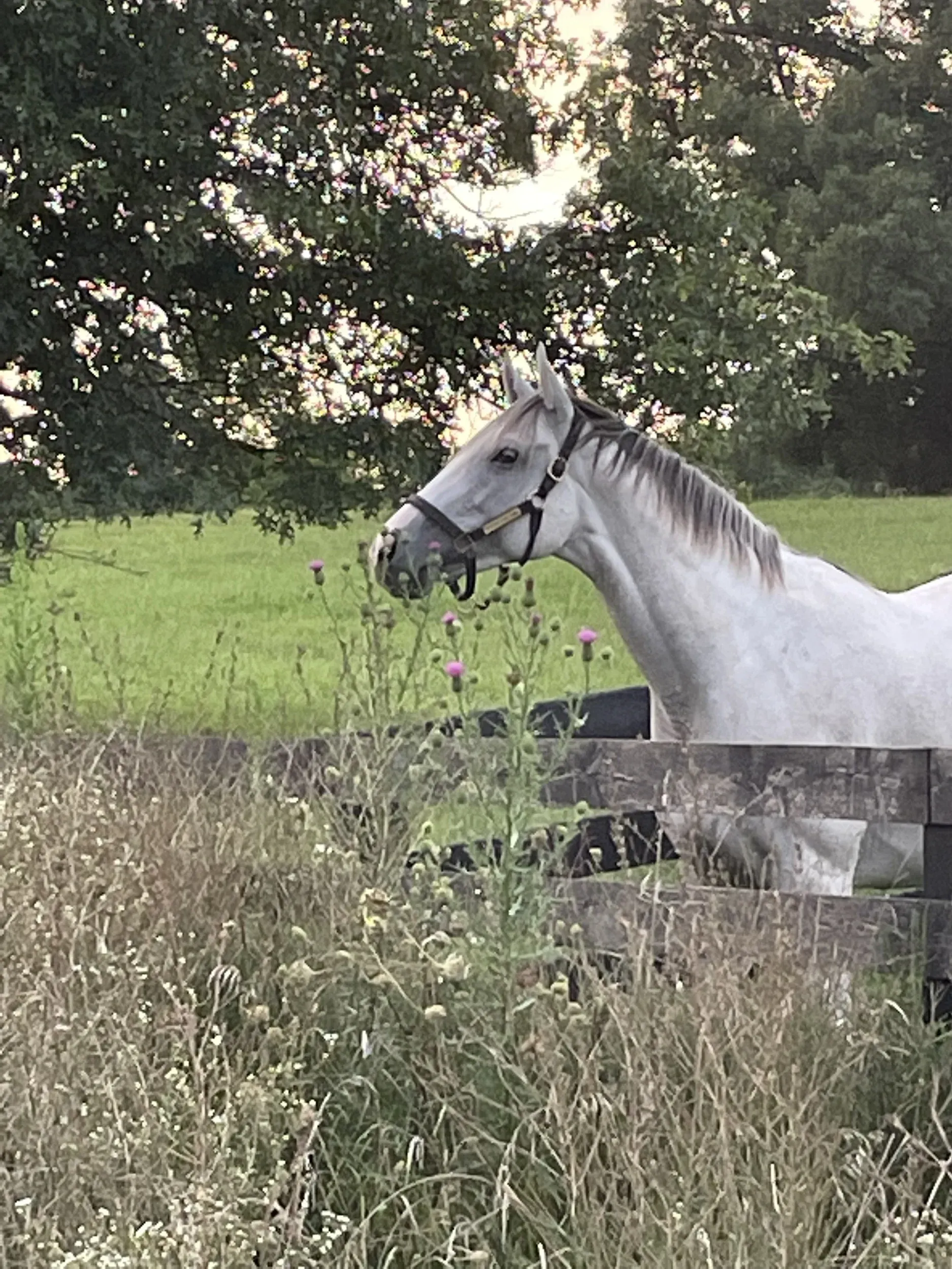 White horse behind plants