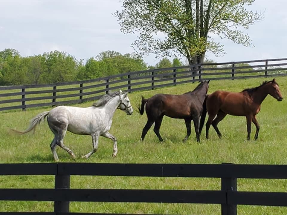Horses running in field
