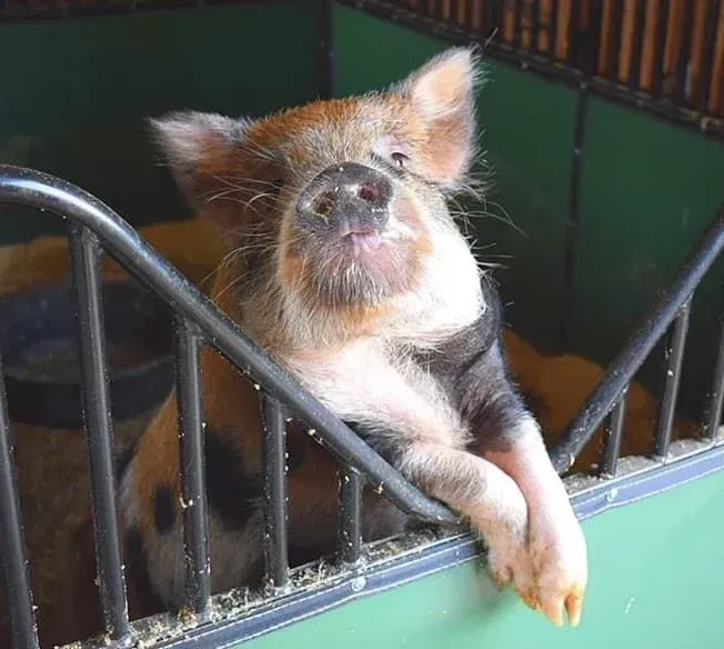 Pig inside of pen