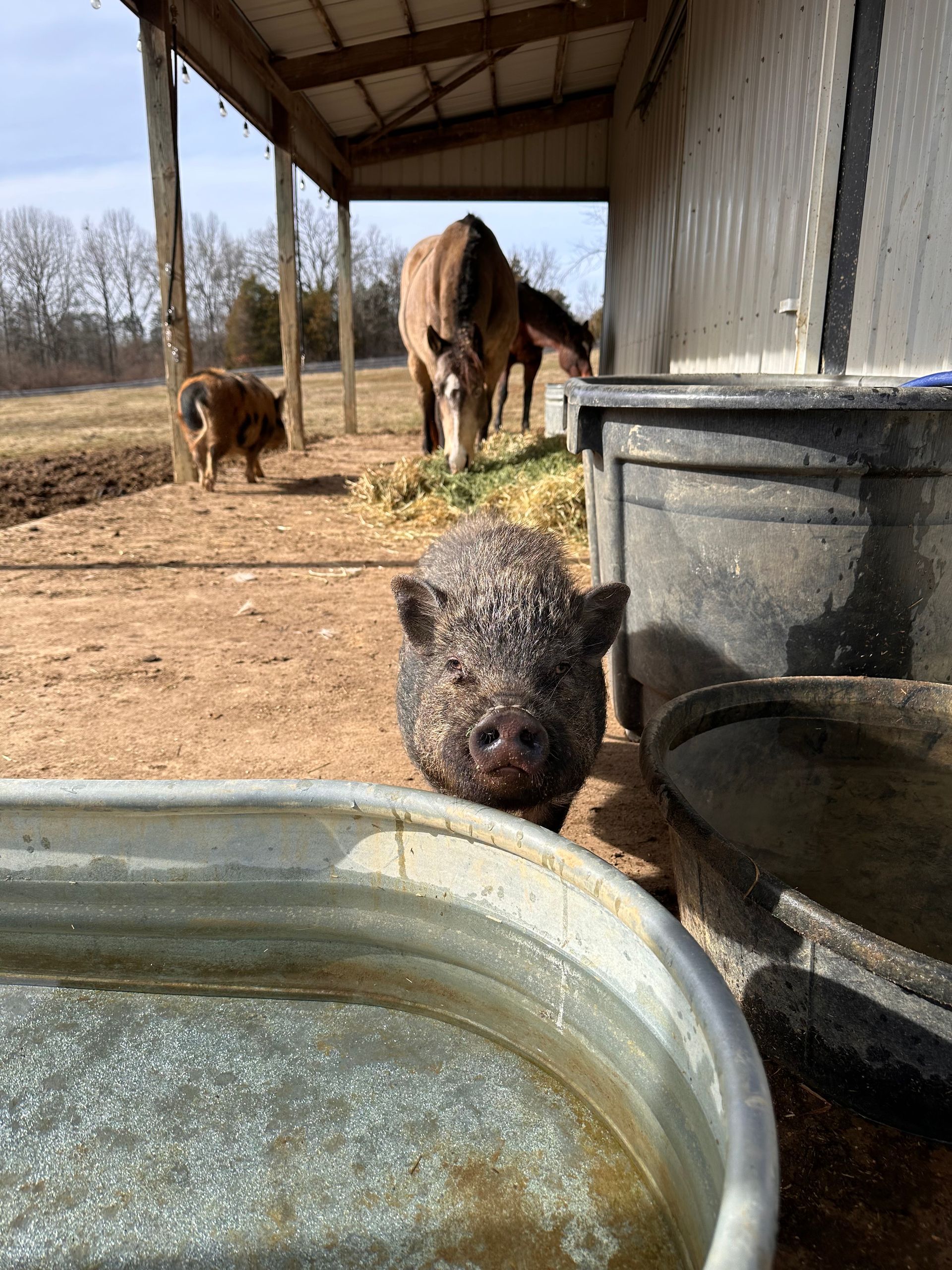 A pig is standing next to a metal bucket of water.