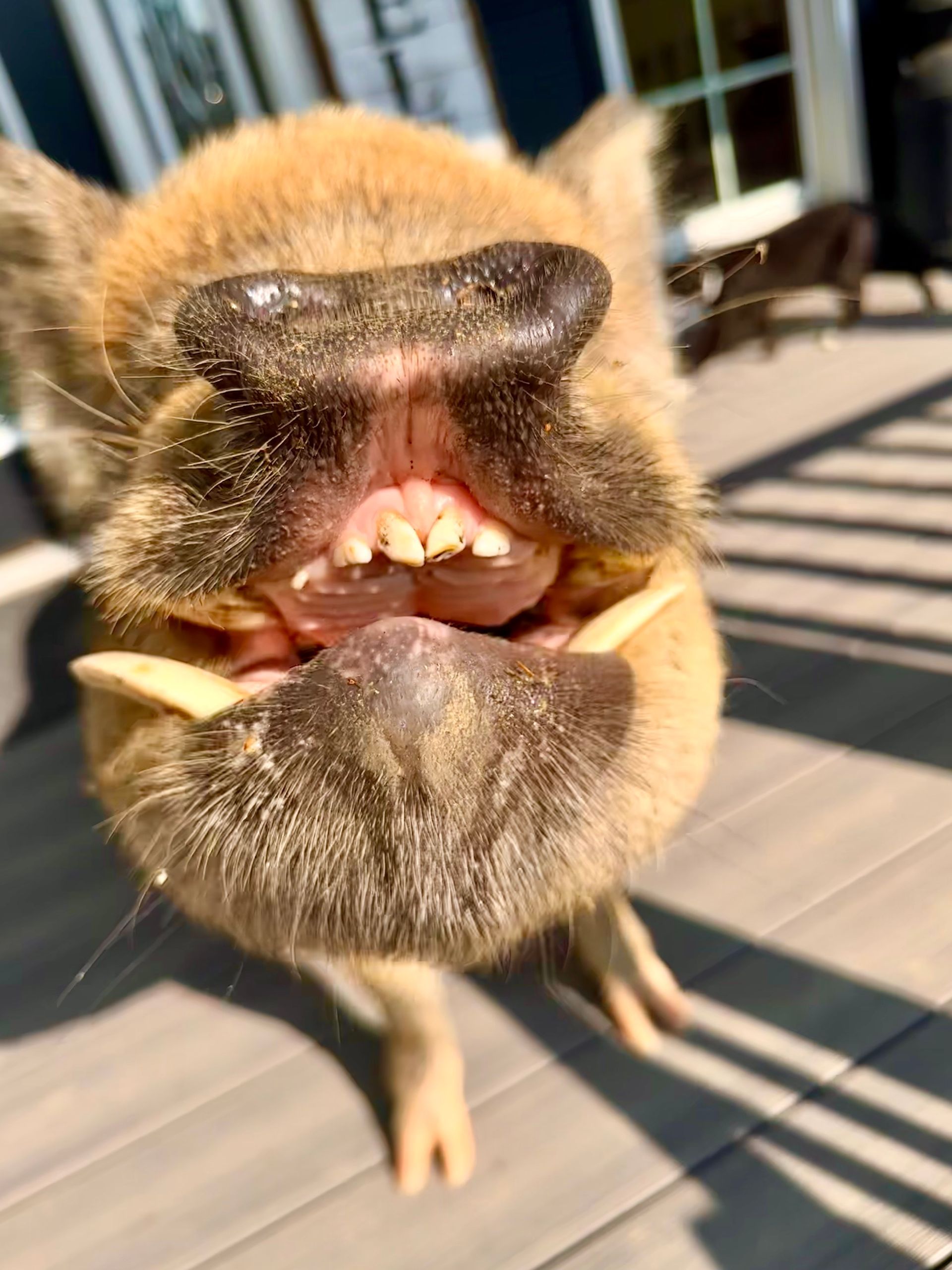 Pig grinning on front porch