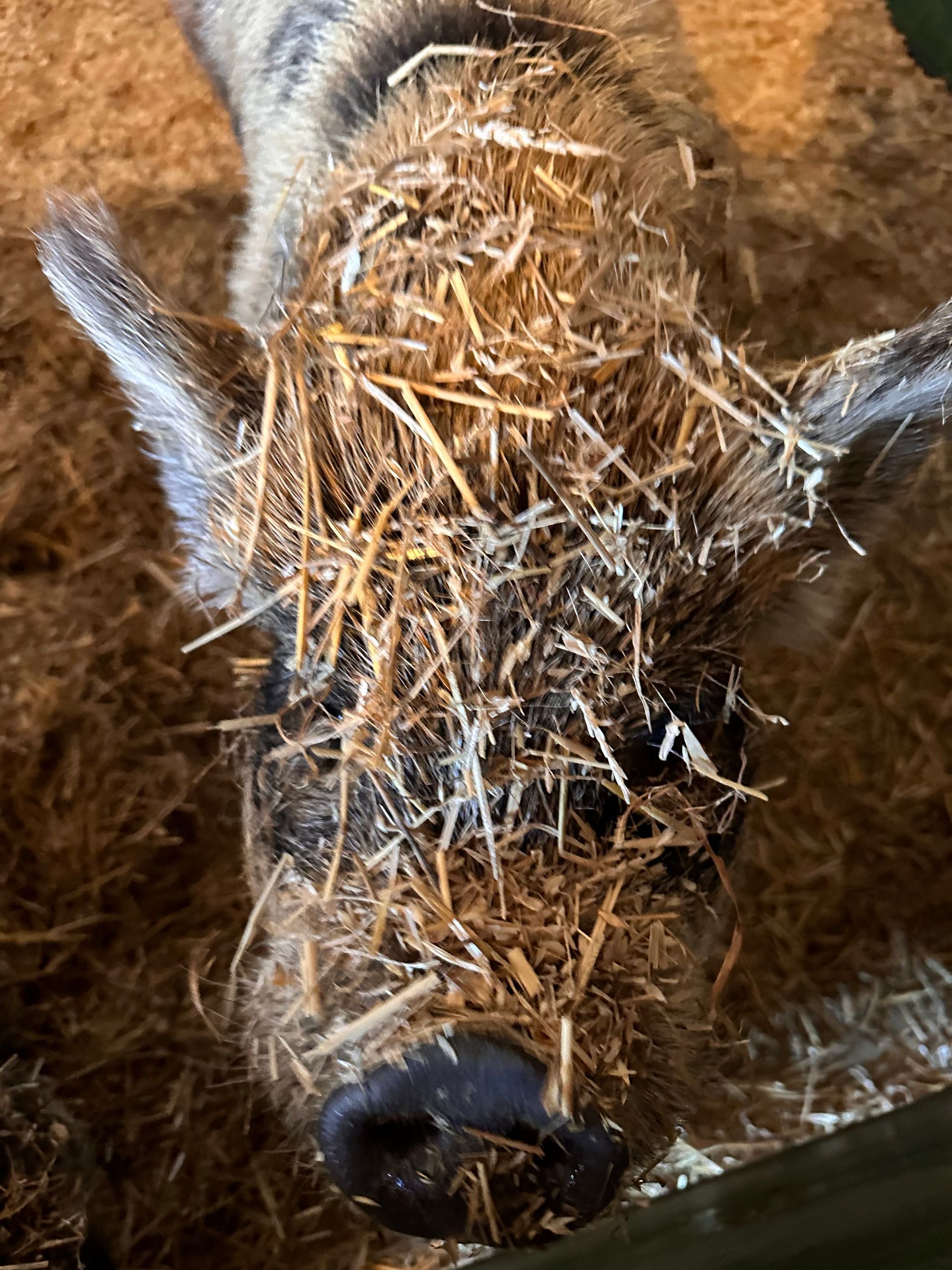 A close up of a pig covered in hay.