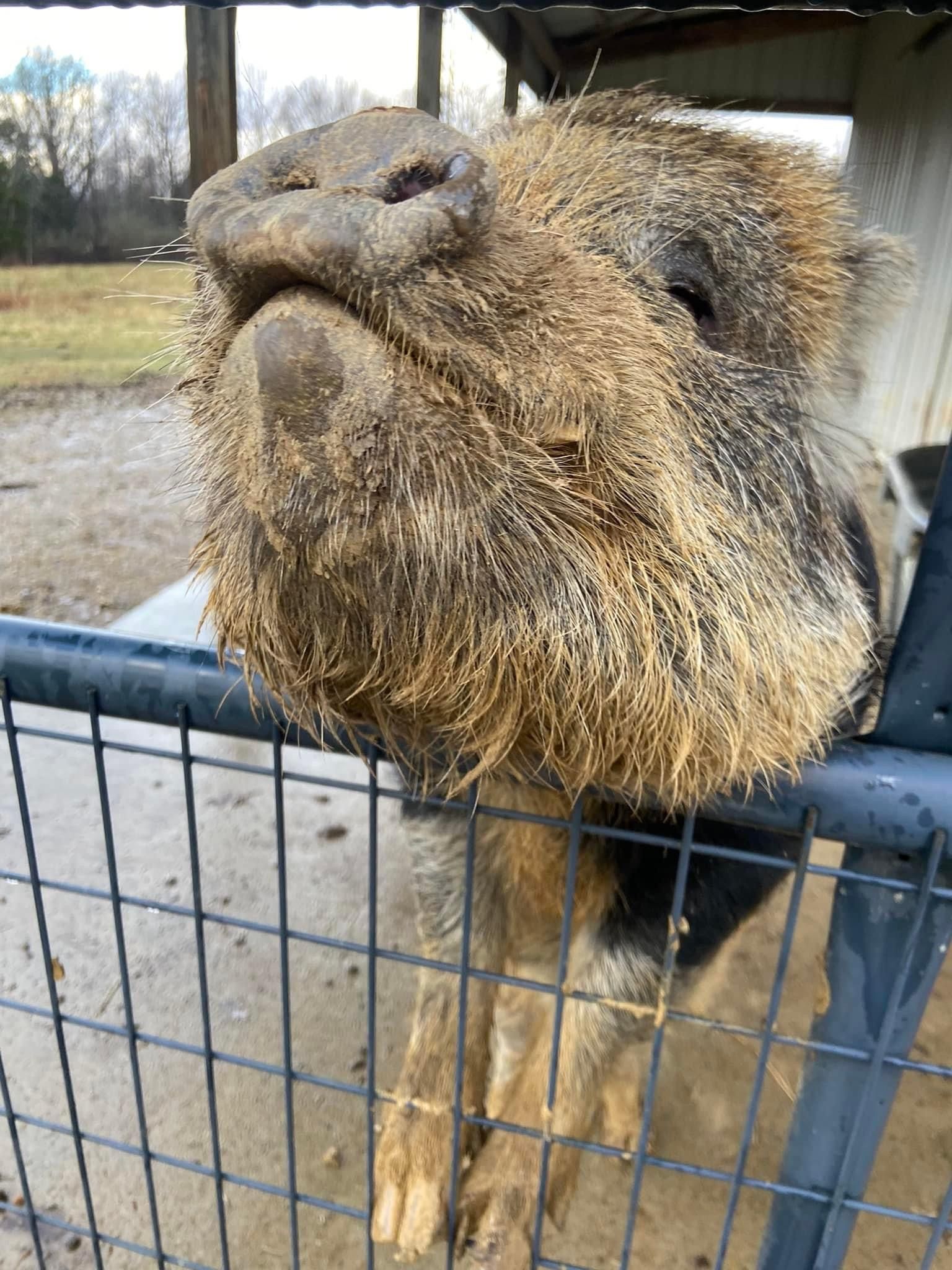 A close up of a camel 's nose sticking out of a fence.