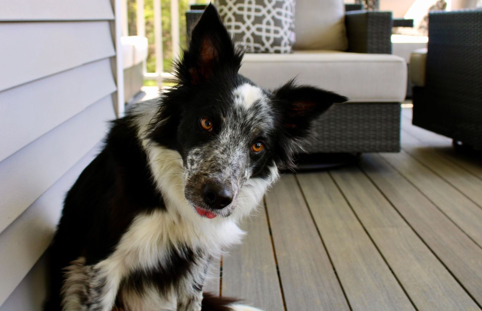 A black and white dog sitting on a deck looking at the camera