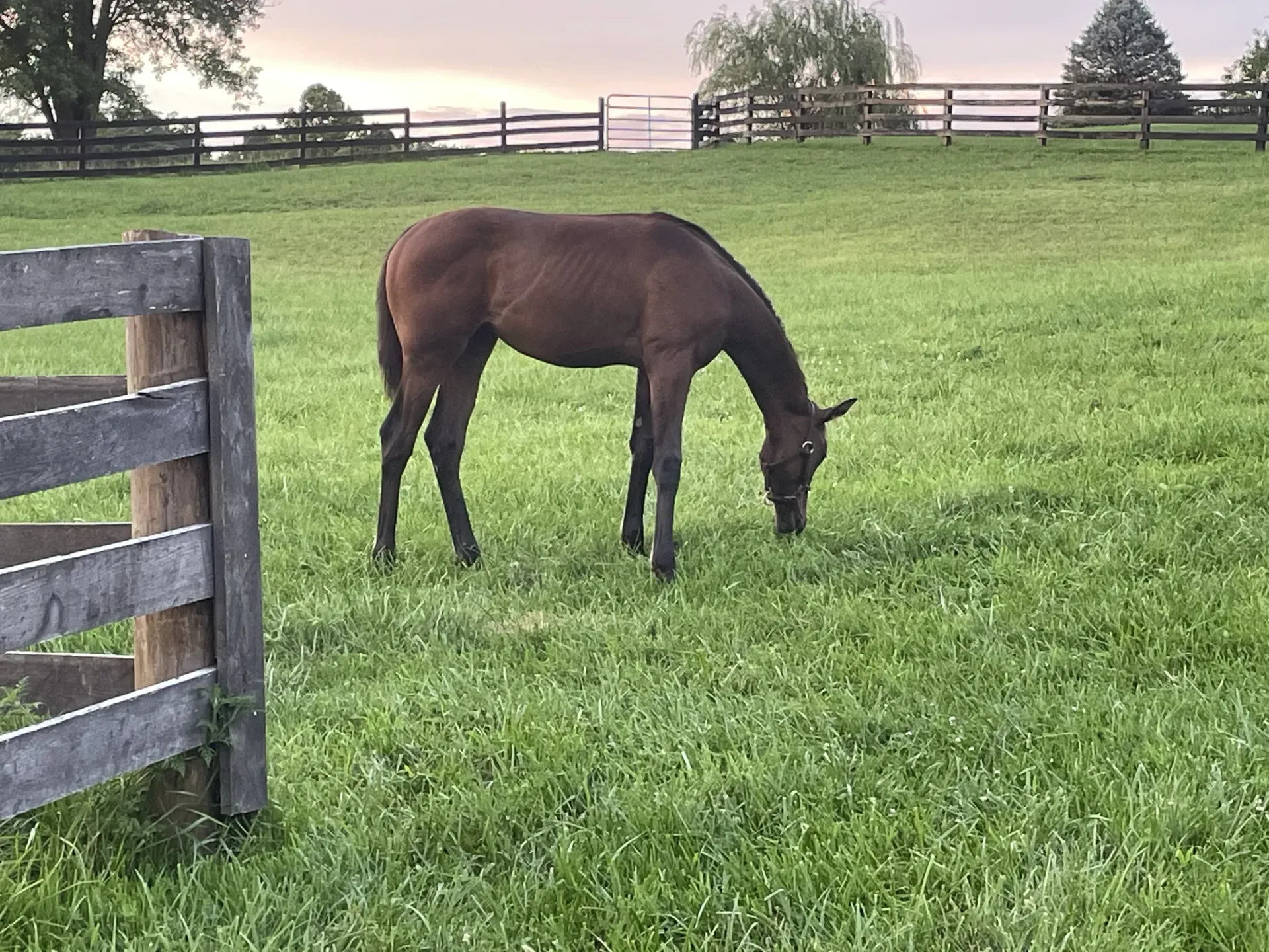 Brown horse in field