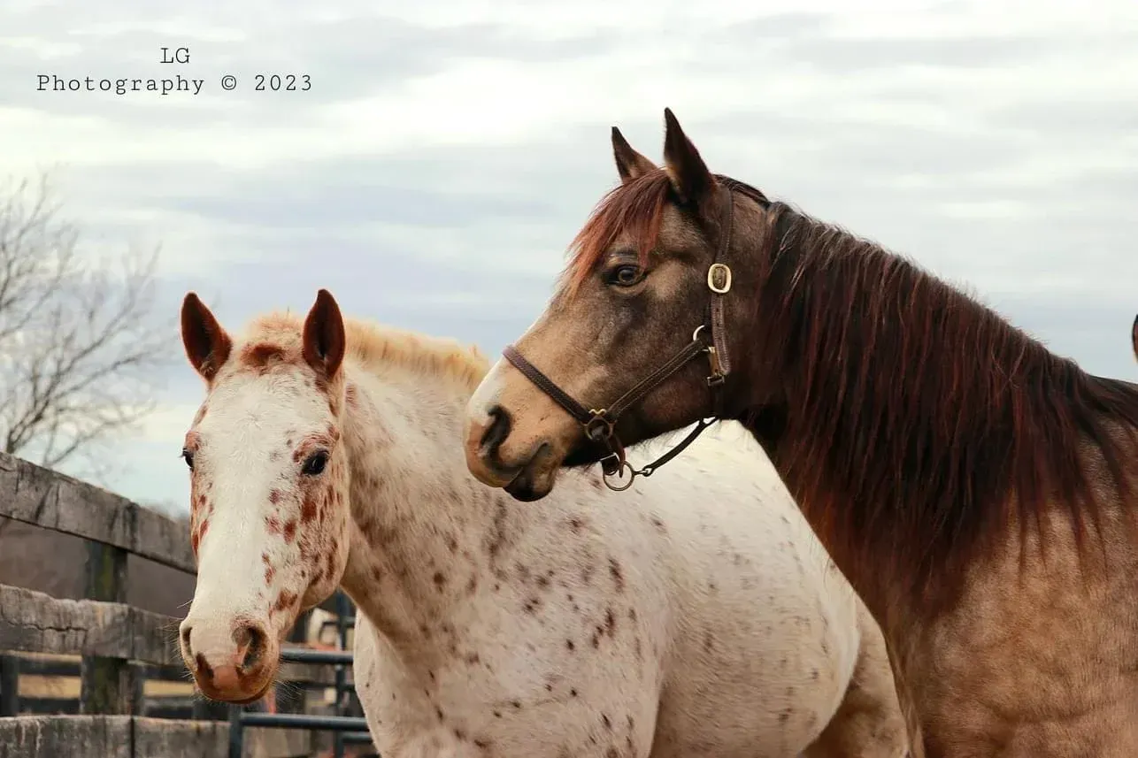 White and brown horses