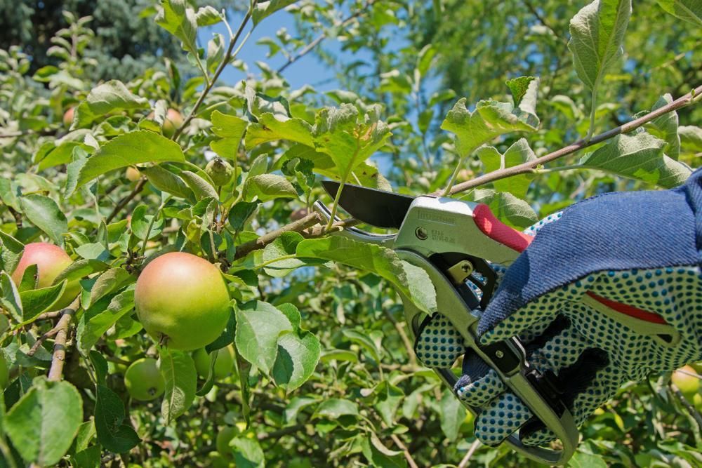 A Person Is Cutting An Apple Tree With A Pair Of Scissors — Tall Orders Port Macquarie In Port Macquarie, NSW 