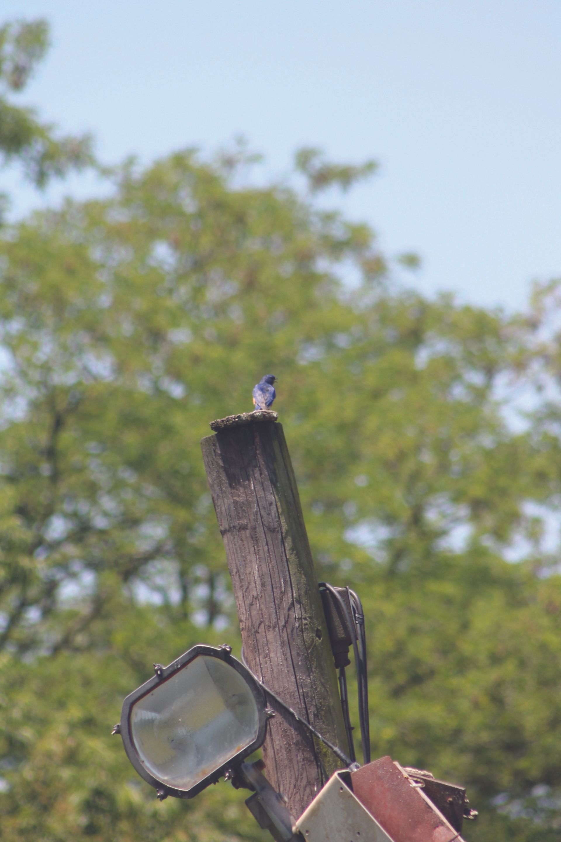 The Eastern Bluebird, a common field inhabitant