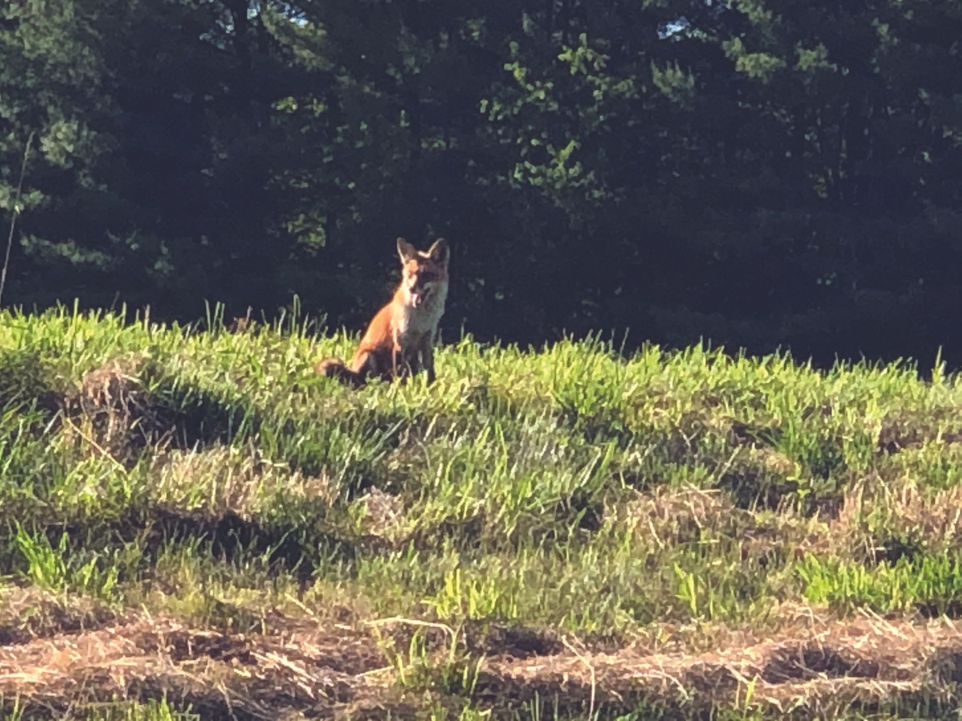 The Red Fox, a common sight around Gettysburg