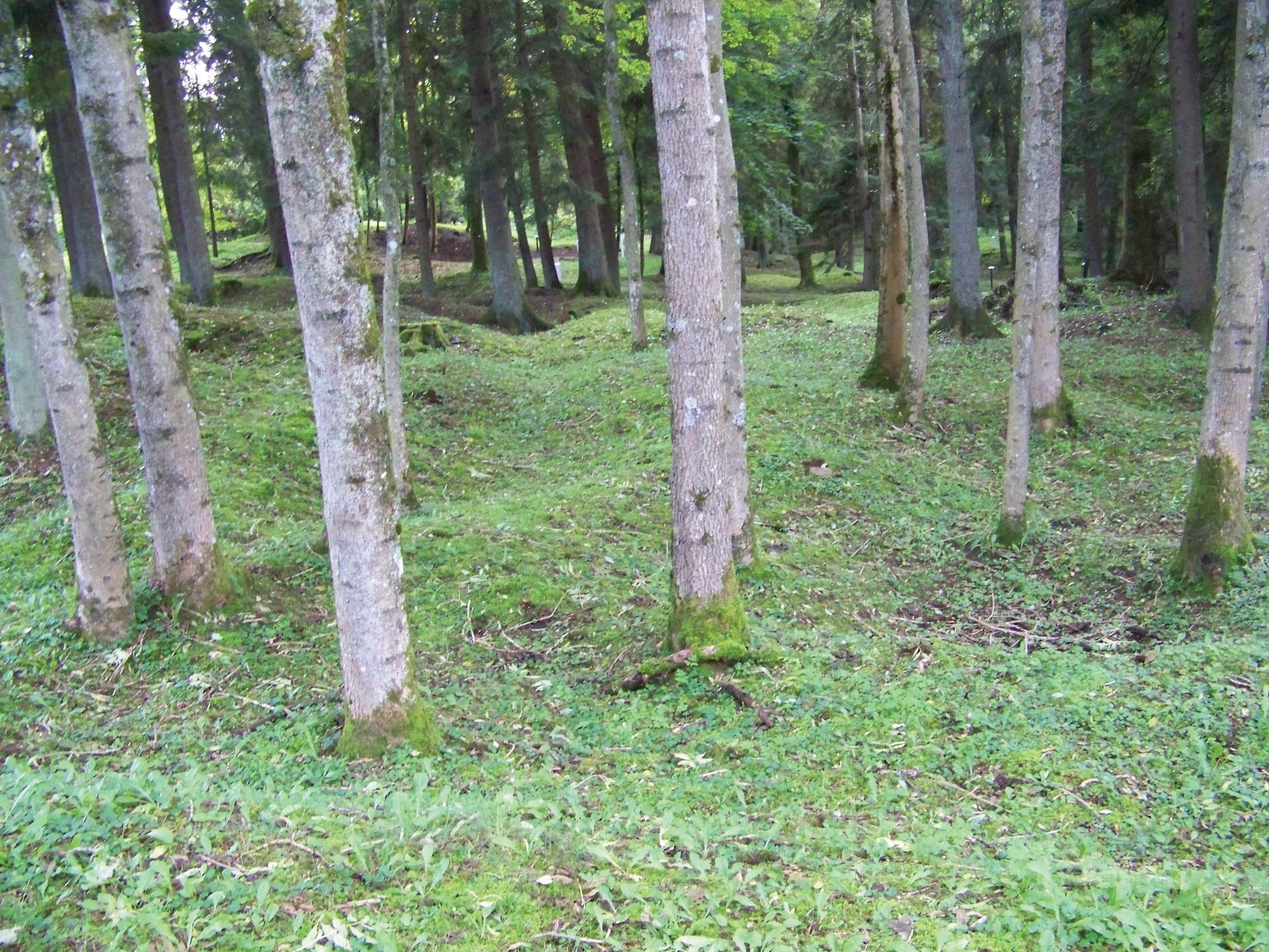 Remnants of the Ardennes Trenches
(Author photo)
