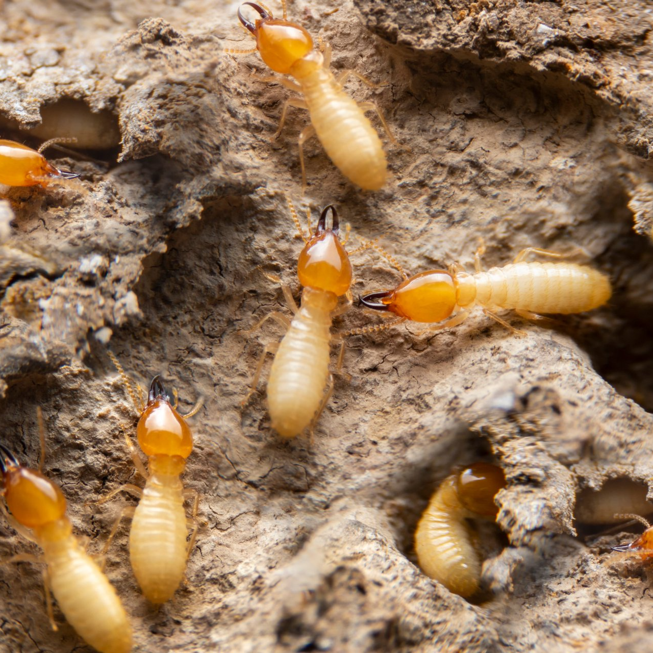 Termites