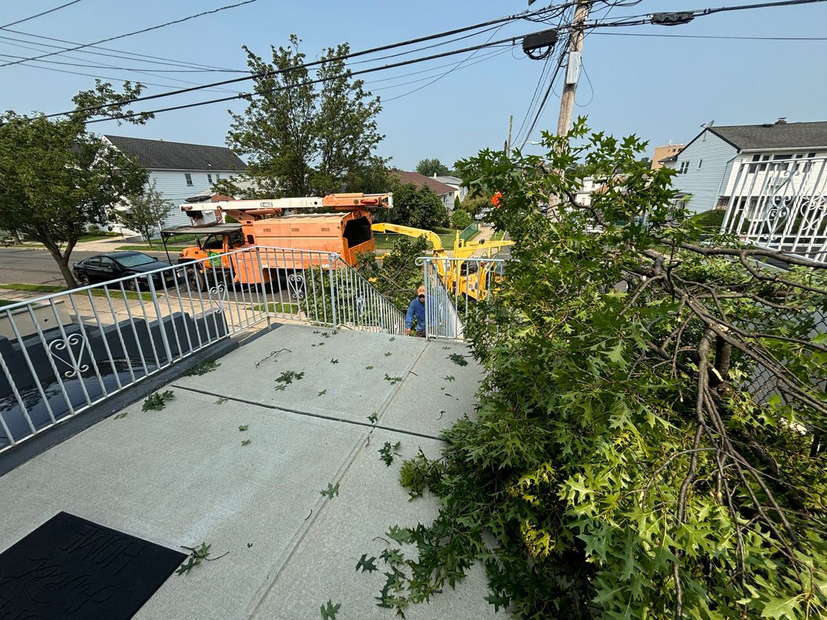 A tree that has fallen on a sidewalk in front of a house.