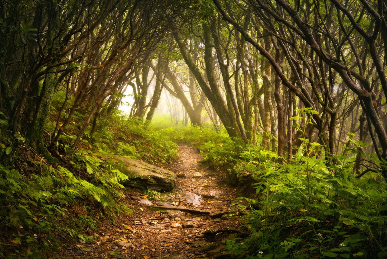 another forest path health coach life coach