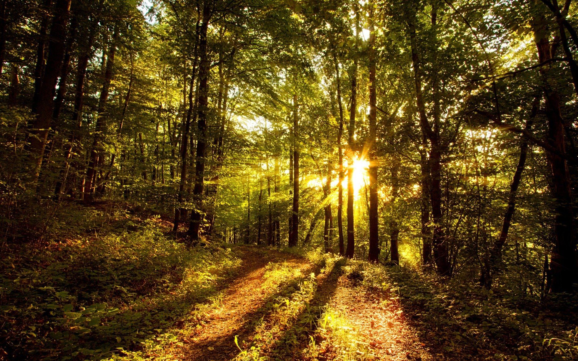 forest path health coach life coach