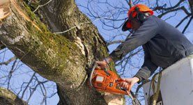 man trimming tree with chainsaw