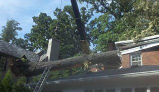 removing tree from roof