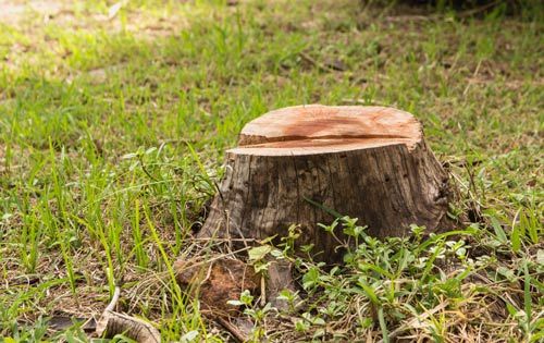 What to Do After a Tree Stump Is Ground