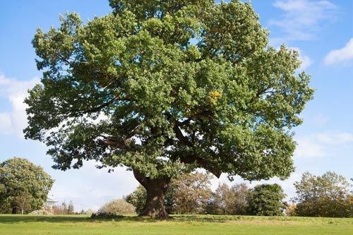 A Tree