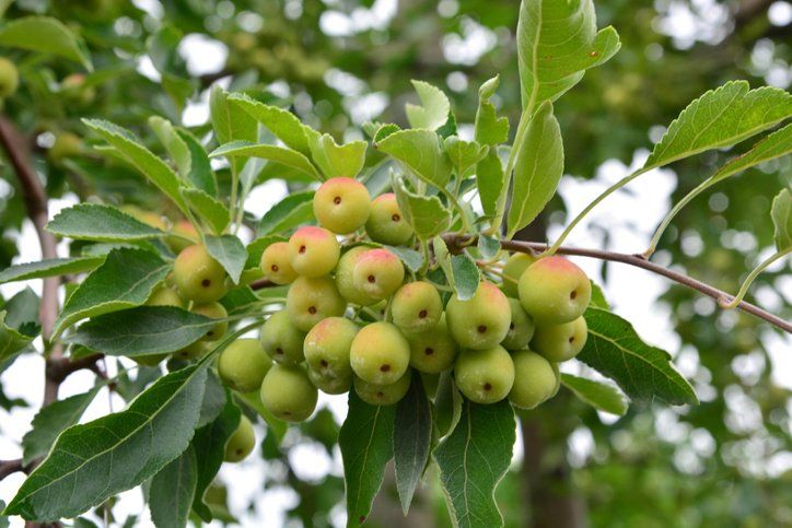 Apple Tree — Charlotte, NC — Cadieu Tree Experts