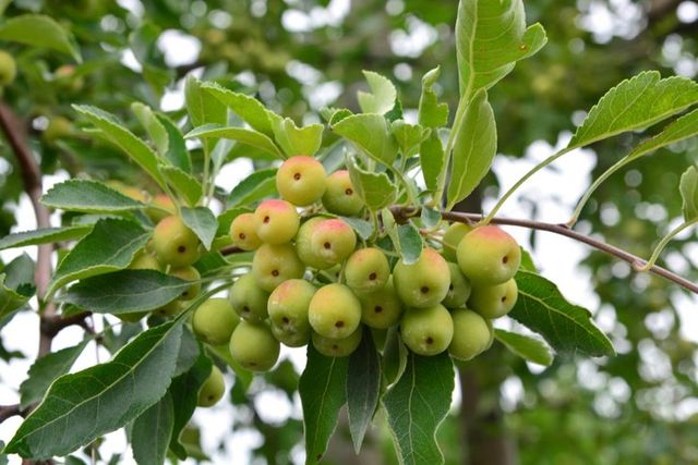Árboles frutales de Charlotte