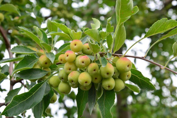 native-fruit-trees-for-north-carolina-gardens