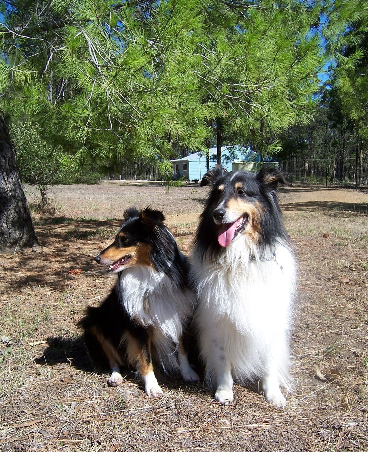 Pooches With Panache White Van — Pooches With Panache in Rutherford, NSW