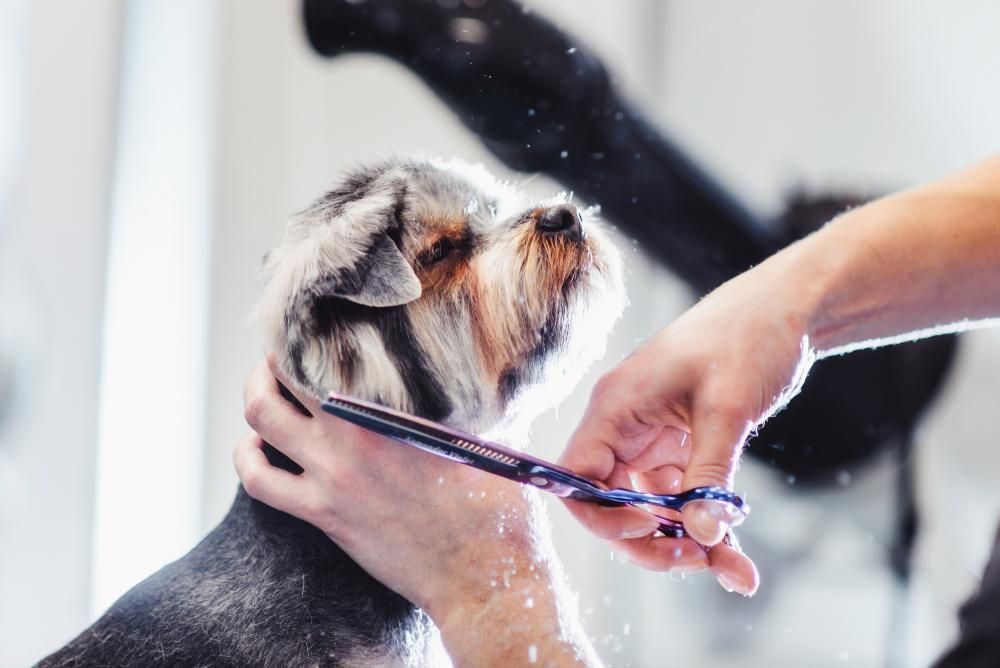 A Person Is Cutting a Dog's Hair with Scissors — Pooches With Panache in Greta, NSW