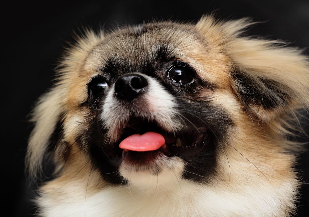 A small brown and white dog with its tongue hanging out — Pooches With Panache in Rutherford, NSW