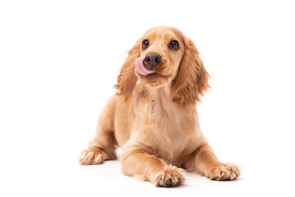 A cocker spaniel puppy is licking its nose on a white background — Pooches With Panache in Branxton, NSW
