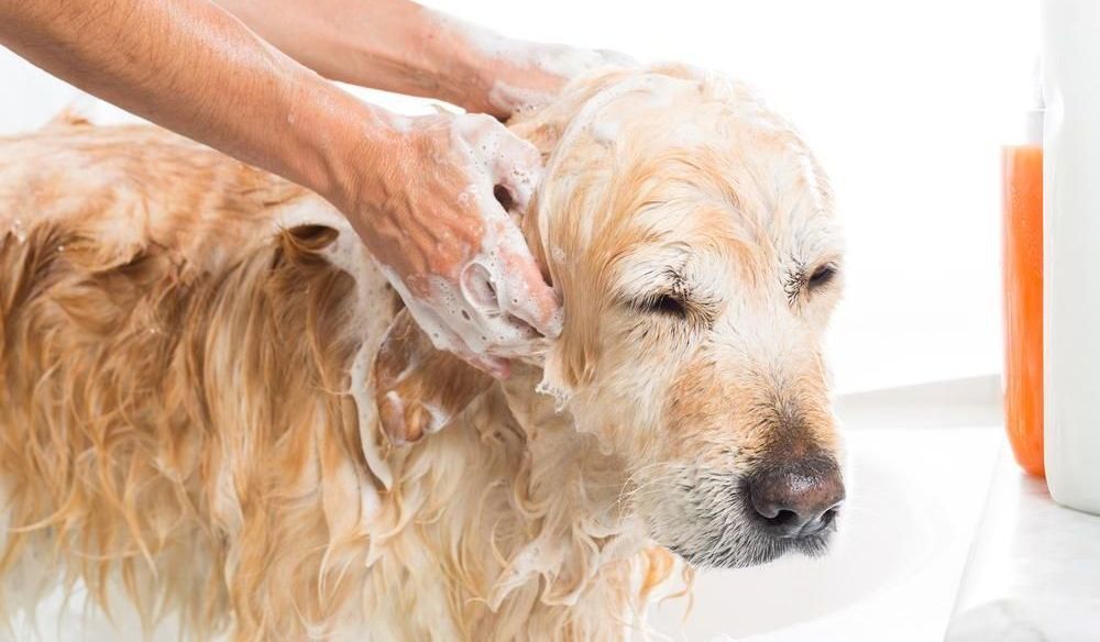 A Person Is Washing a Dog in A Bathtub — Pooches With Panache in Maitland, NSW