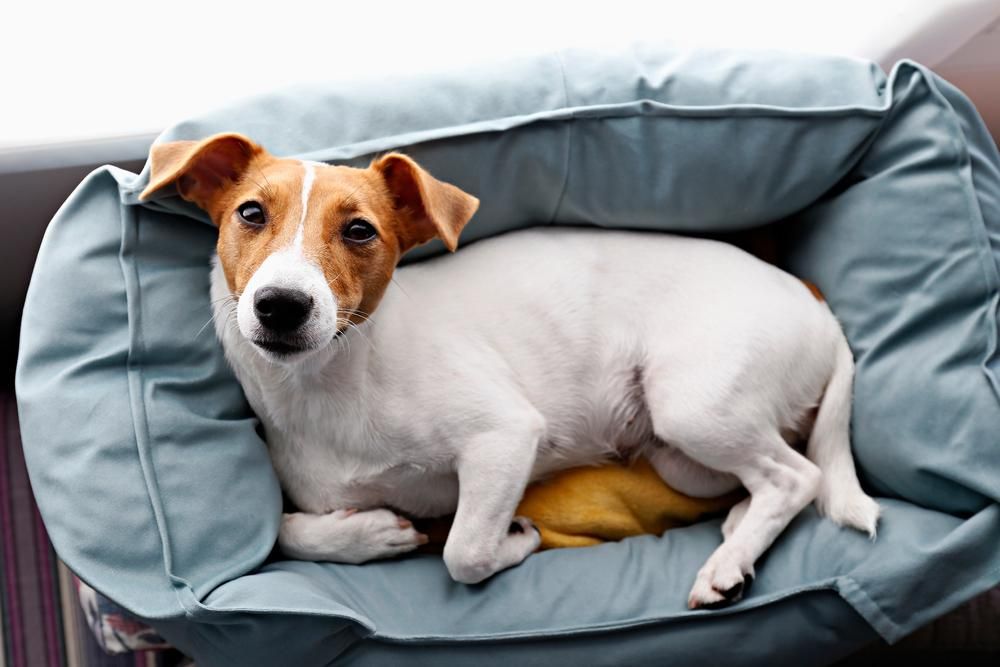 A Small Brown and White Dog Is Laying in A Dog Bed — Pooches With Panache in Cessnock, NSW