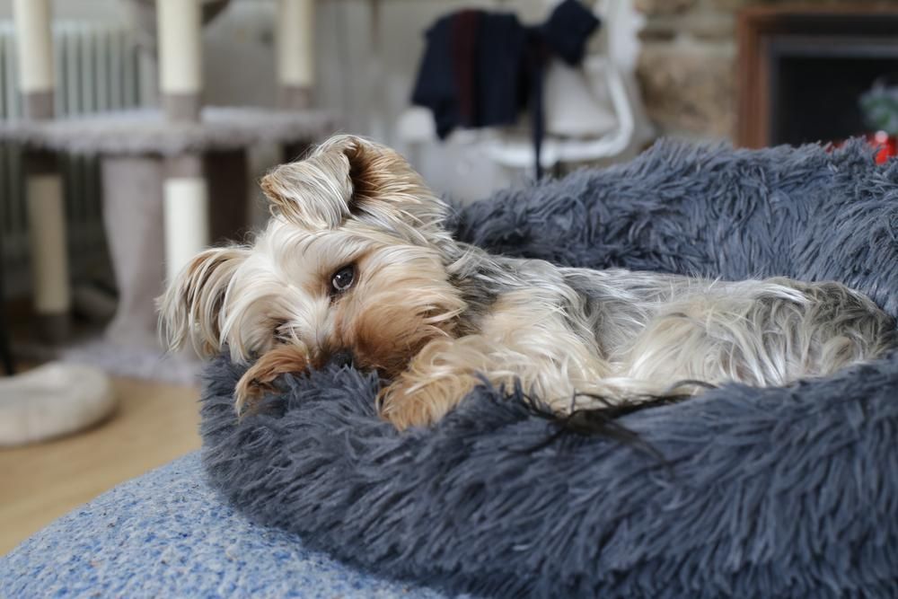 A Small Dog Is Laying in A Fluffy Dog Bed — Pooches With Panache in Rutherford, NSW