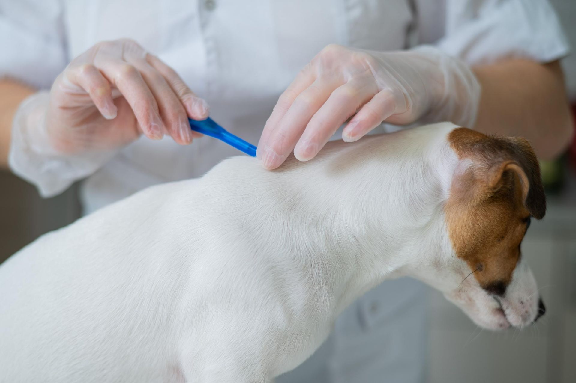 A Person Is Cleaning a Dog with A Blue Brush — Pooches With Panache in Greta, NSW