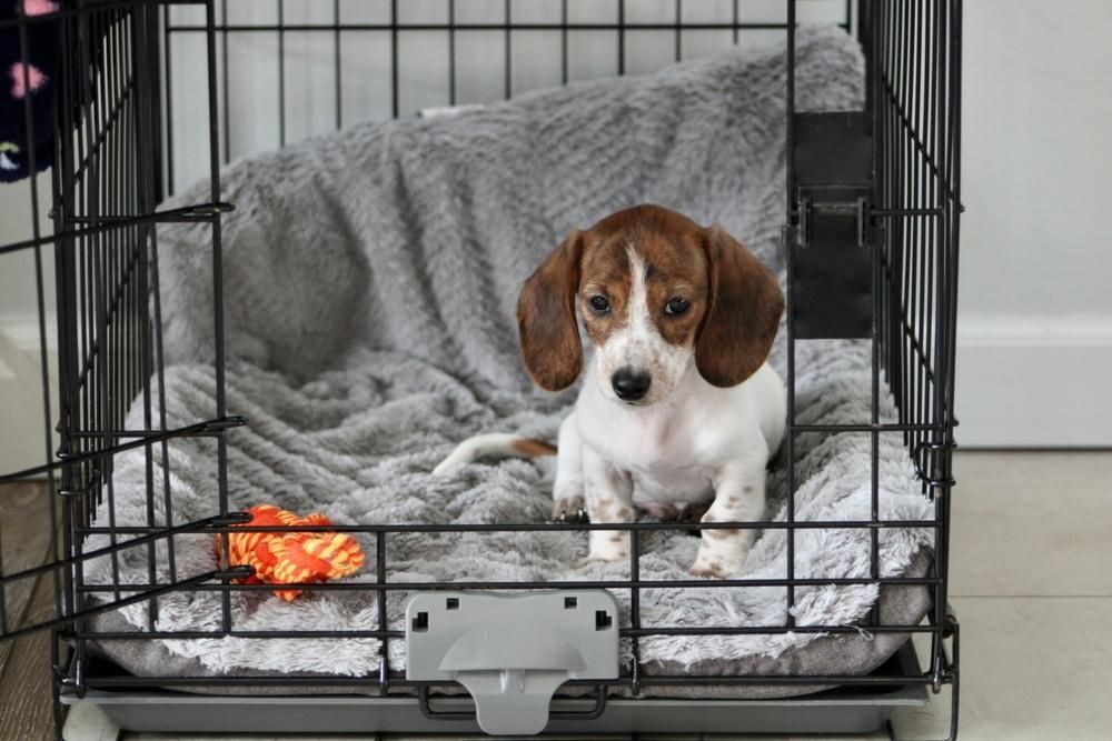 A Small Brown and White Puppy Is Sitting in A Cage — Pooches With Panache in Branxton, NSW