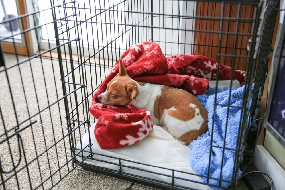 A Brown and White Dog Is Sleeping in A Cage with A Blanket — Pooches With Panache in Greta, NSW