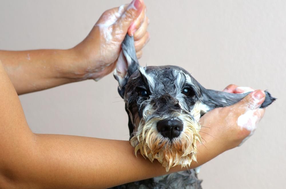 A Person Is Washing a Small Dog with Soap and Water — Pooches With Panache in Cessnock, NSW