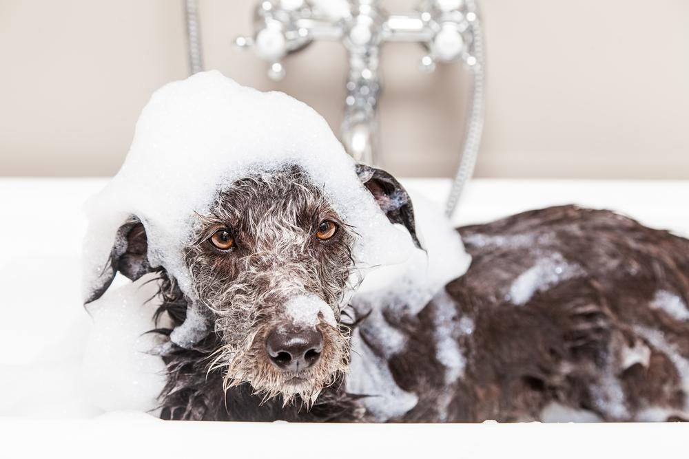 A Dog Is Taking a Bath in A Bathtub with Foam on Its Head — Pooches With Panache in Rutherford, NSW